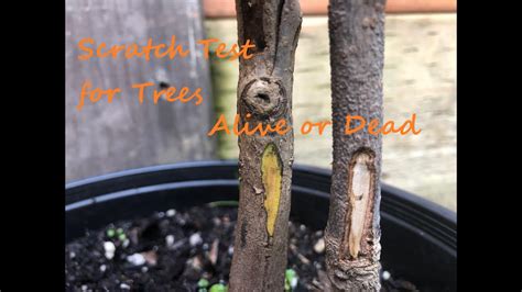 scratch test for dead plants